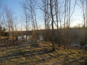 Still glad the beehives were sited to catch the early sun.